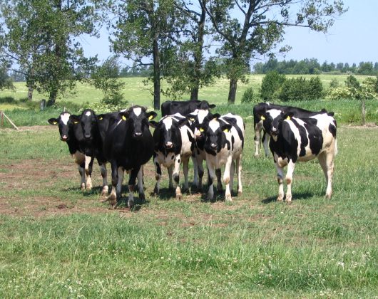 Jałówki na pastwisku