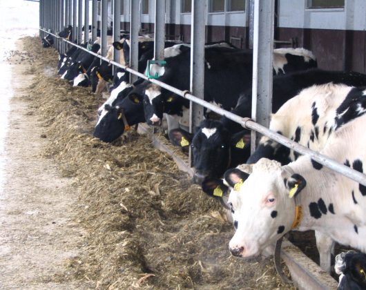 Krowy w oborze wolnostanowiskowej